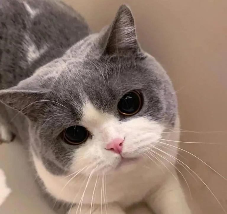 原来在猫眼里，这些行为等于“抛弃”，会让猫心碎！