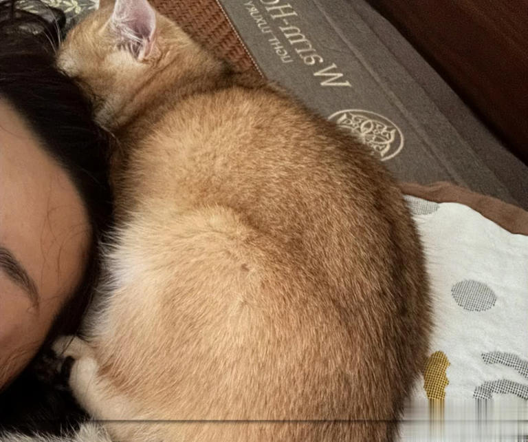 猫咪总爱睡在你身边的3个位置，其实是在守护你，别傻傻不知道！