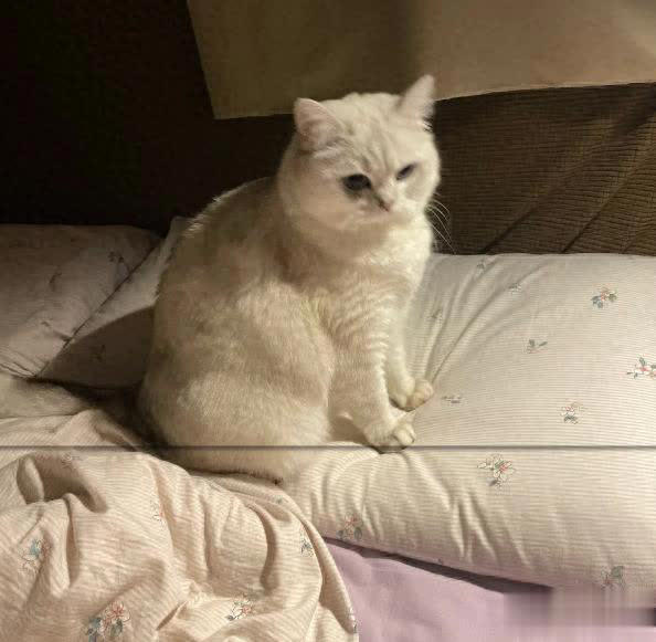 猫咪总爱睡在你身边的3个位置，其实是在守护你，别傻傻不知道！