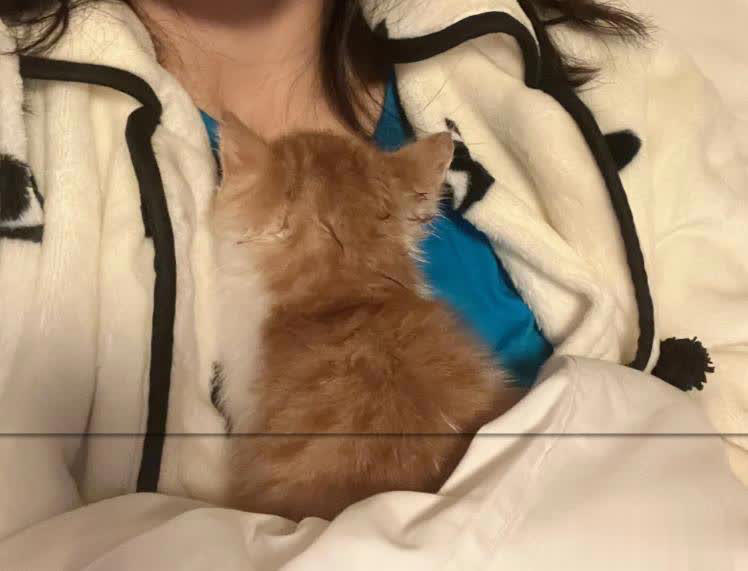 猫咪总爱睡在你身边的3个位置，其实是在守护你，别傻傻不知道！