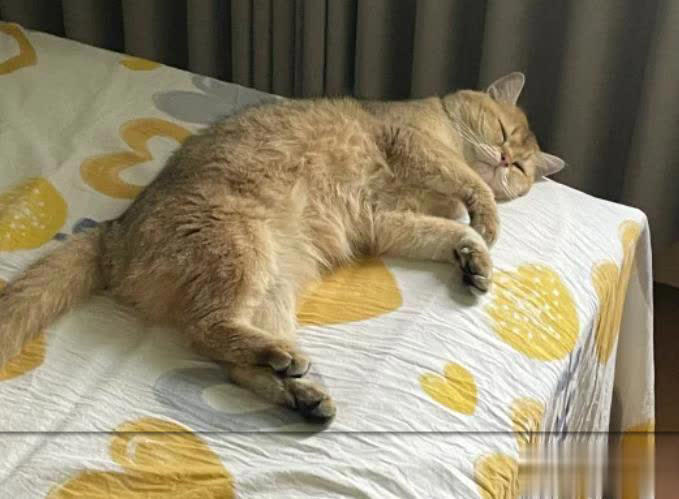 猫咪总爱睡在你身边的3个位置，其实是在守护你，别傻傻不知道！