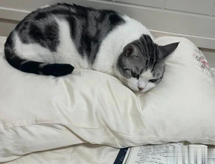 猫咪总爱睡在你身边的3个位置，其实是在守护你，别傻傻不知道！