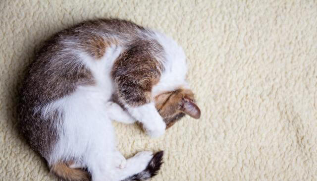 猫咪睡姿的秘密语言，解读喵星人的内心世界