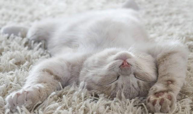 猫咪睡姿的秘密语言，解读喵星人的内心世界