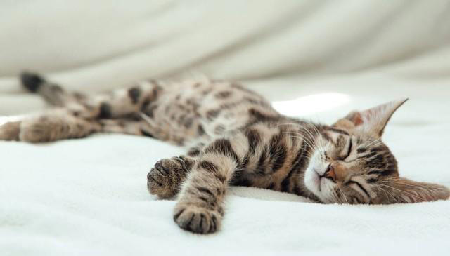 猫咪睡姿的秘密语言，解读喵星人的内心世界