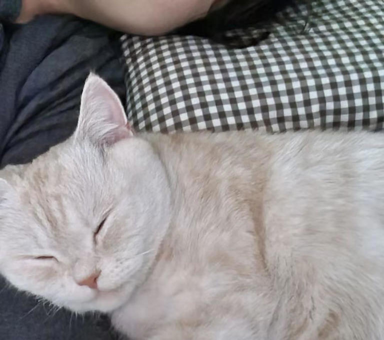 猫咪很爱睡觉？睡眠时间是人的两倍！宠蓓萌