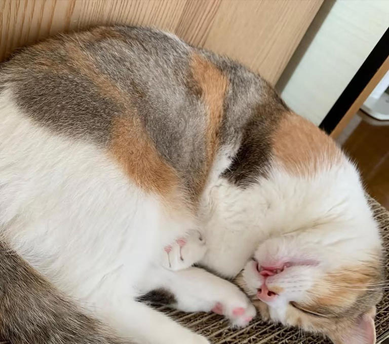 猫咪很爱睡觉？睡眠时间是人的两倍！宠蓓萌