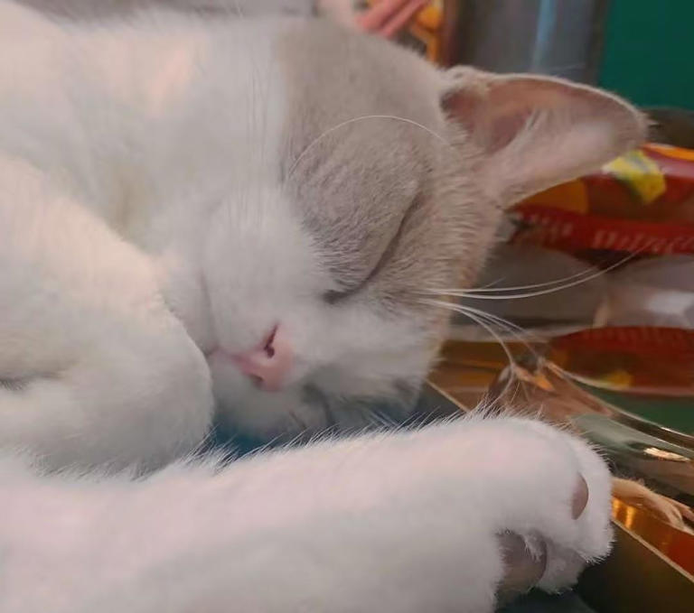 猫咪很爱睡觉？睡眠时间是人的两倍！宠蓓萌