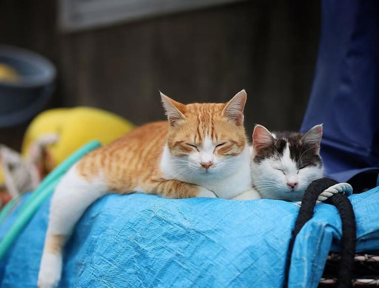 猫咪很爱睡觉？睡眠时间是人的两倍！宠蓓萌