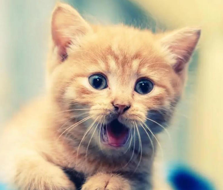 猫咪也会得抑郁症，不要让它独自在家待很久