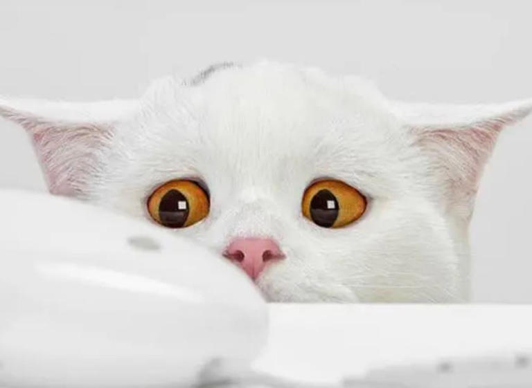 猫咪也会得抑郁症，不要让它独自在家待很久