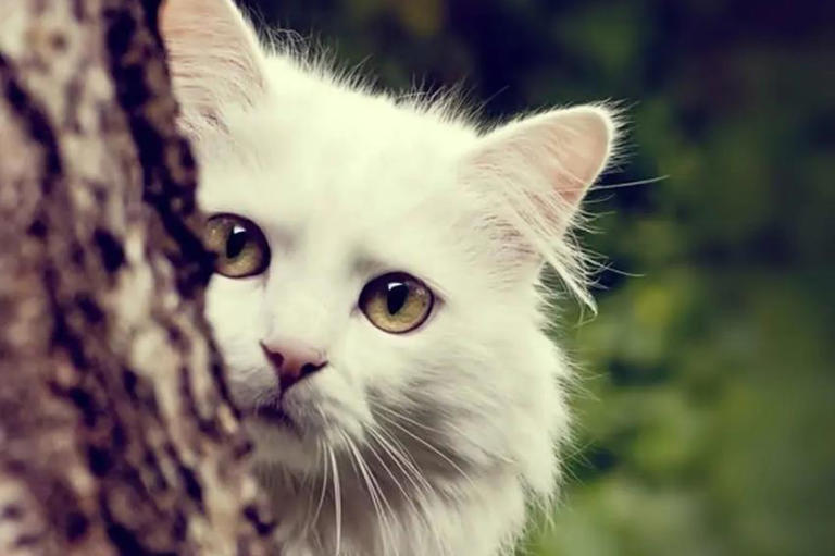 猫咪也会得抑郁症，不要让它独自在家待很久