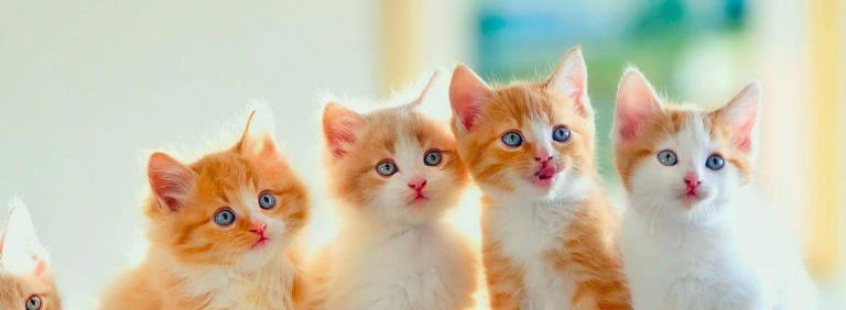 猫咪也会得抑郁症，不要让它独自在家待很久