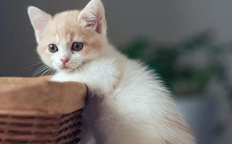 猫咪也会得抑郁症，不要让它独自在家待很久