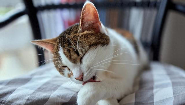 揭秘爱猫“吃饭后洗脸”的三大原因：你的小猫为何如此爱干净？