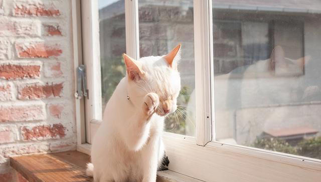 揭秘爱猫“吃饭后洗脸”的三大原因：你的小猫为何如此爱干净？