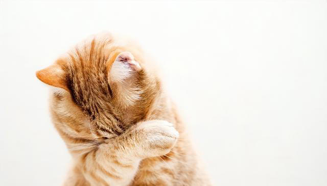 揭秘爱猫“吃饭后洗脸”的三大原因：你的小猫为何如此爱干净？