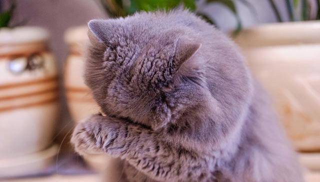 揭秘爱猫“吃饭后洗脸”的三大原因：你的小猫为何如此爱干净？