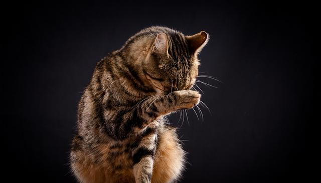 揭秘爱猫“吃饭后洗脸”的三大原因：你的小猫为何如此爱干净？