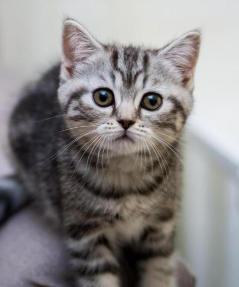 怎样夸赞猫咪，猫咪才会知道你在夸赞它？