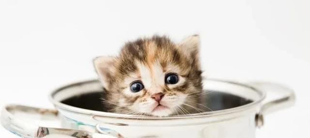 怎样夸赞猫咪，猫咪才会知道你在夸赞它？