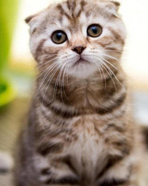 怎样夸赞猫咪，猫咪才会知道你在夸赞它？