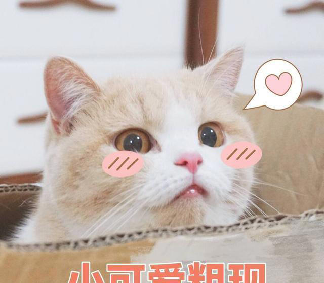 猫猫对你“爱”得有多深？这8个等级，你达到几级了？
