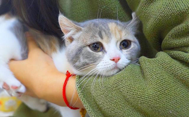 猫猫对你“爱”得有多深？这8个等级，你达到几级了？