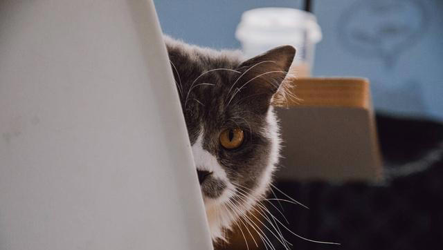 猫猫对你“爱”得有多深？这8个等级，你达到几级了？