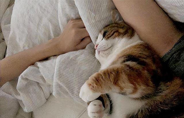 猫猫对你“爱”得有多深？这8个等级，你达到几级了？