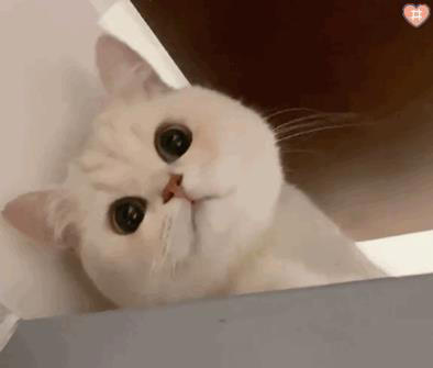 猫猫对你“爱”得有多深？这8个等级，你达到几级了？