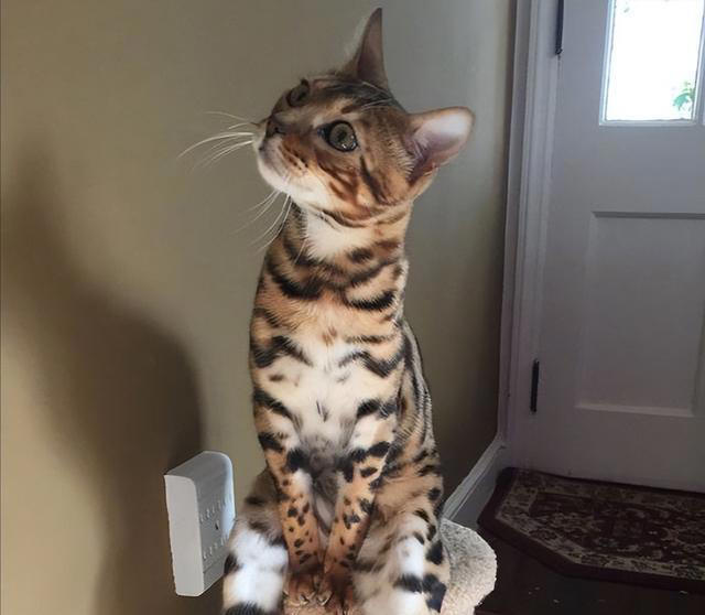 猫猫对你“爱”得有多深？这8个等级，你达到几级了？