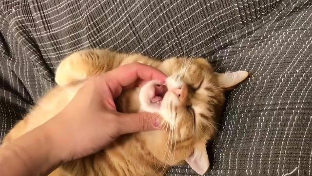 猫猫对你“爱”得有多深？这8个等级，你达到几级了？