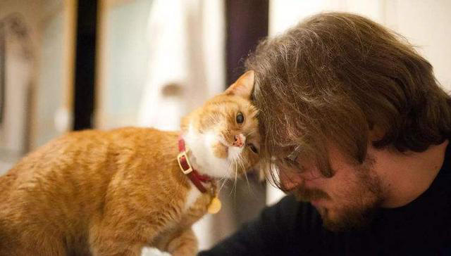 猫猫对你“爱”得有多深？这8个等级，你达到几级了？