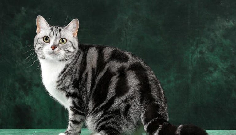 揭秘猫咪从容不迫的宅家生活，无聊只是你的错觉！