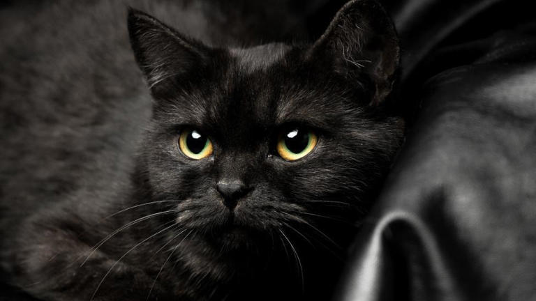 揭秘猫咪从容不迫的宅家生活，无聊只是你的错觉！