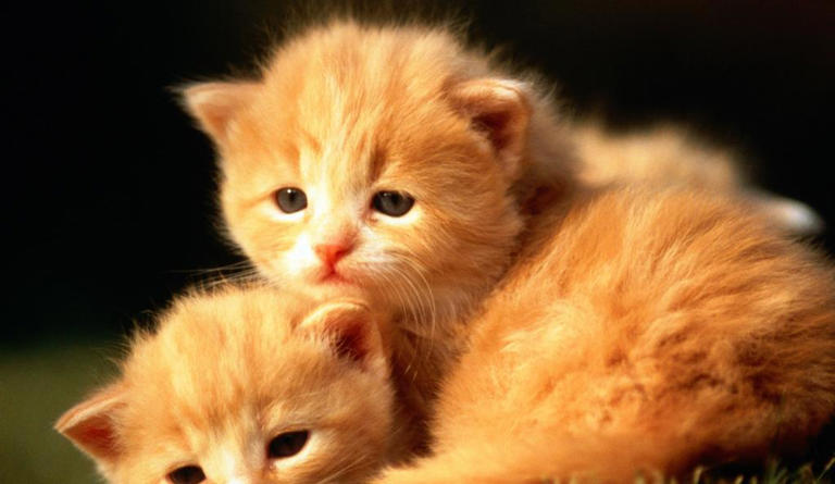 揭秘猫咪从容不迫的宅家生活，无聊只是你的错觉！