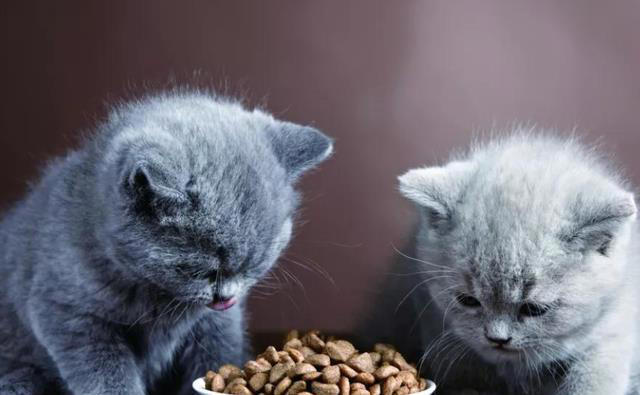 你知道猫咪每天需要吃多少克猫粮吗？