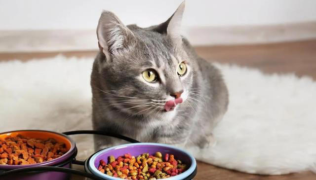 你知道猫咪每天需要吃多少克猫粮吗？