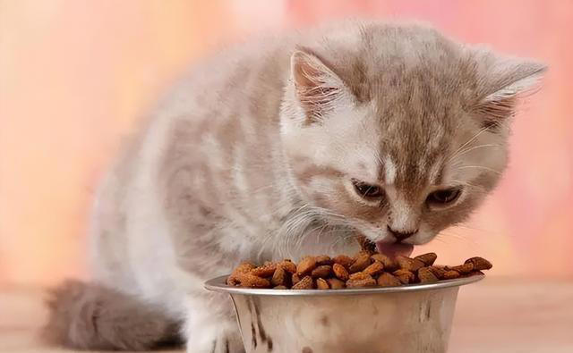 你知道猫咪每天需要吃多少克猫粮吗？