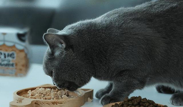 你知道猫咪每天需要吃多少克猫粮吗？
