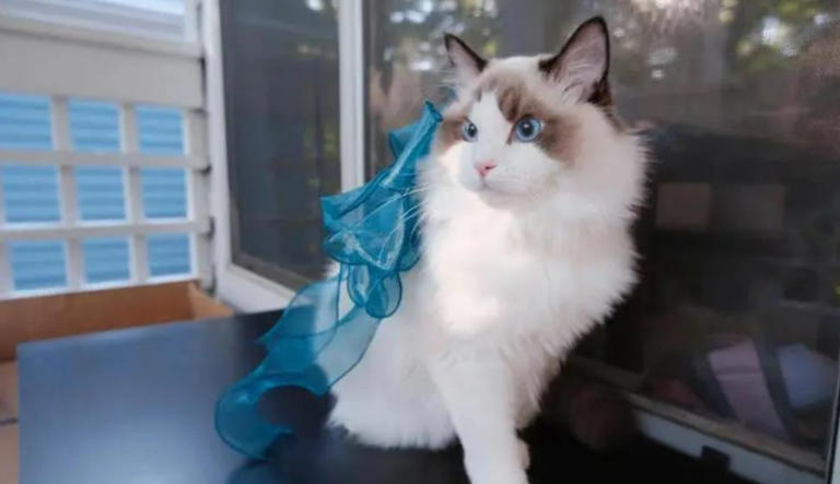 这些公认的高颜值小猫咪,有你喜欢的吗?