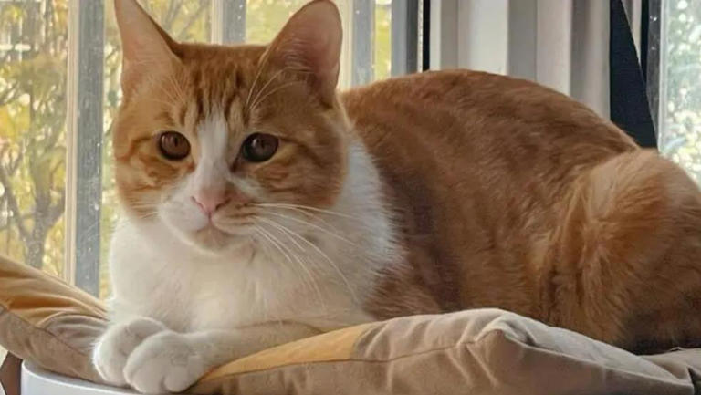 这些公认的高颜值小猫咪，有你喜欢的吗？