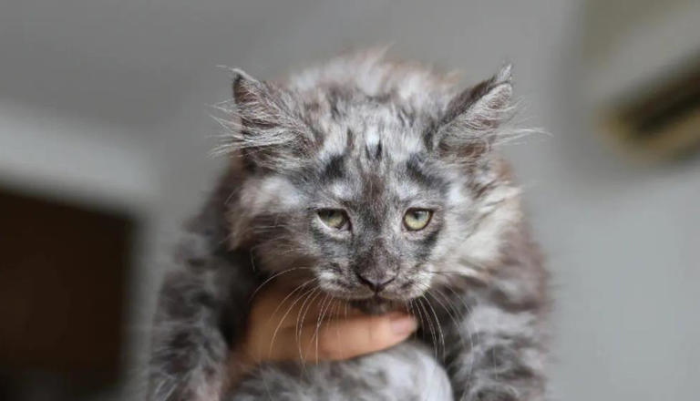 这些公认的高颜值小猫咪，有你喜欢的吗？