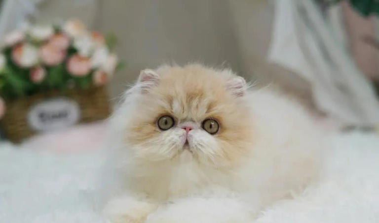 这些公认的高颜值小猫咪，有你喜欢的吗？