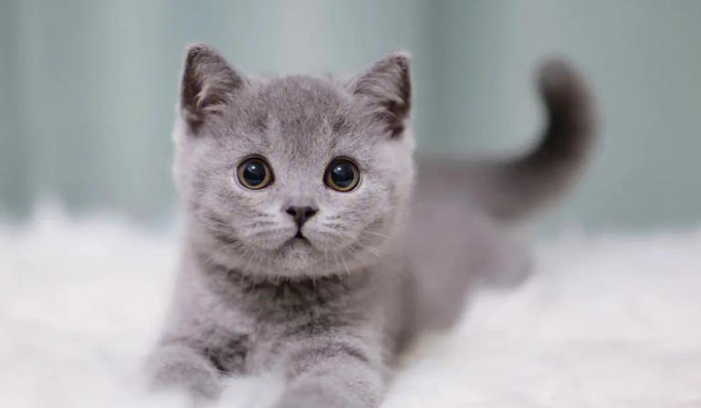 这些公认的高颜值小猫咪，有你喜欢的吗？