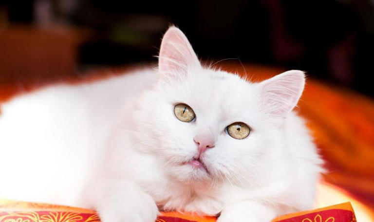 这些公认的高颜值小猫咪，有你喜欢的吗？