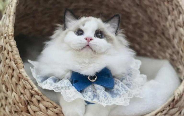 这些公认的高颜值小猫咪，有你喜欢的吗？