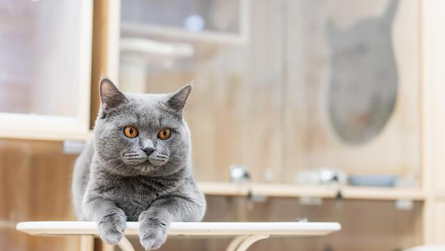 资深养猫人才知道的小知识，新手避坑指南！