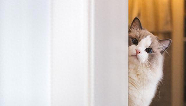 资深养猫人才知道的小知识，新手避坑指南！